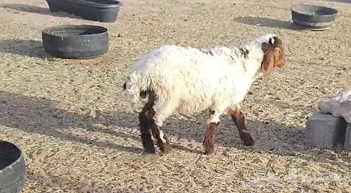 هرافي 49