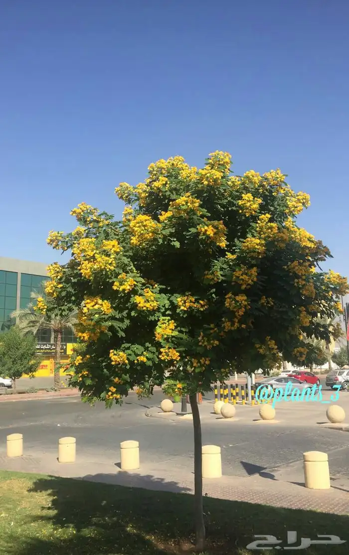 اشجار اكاسيا جلوكا للبيع جميع الاحجام 3