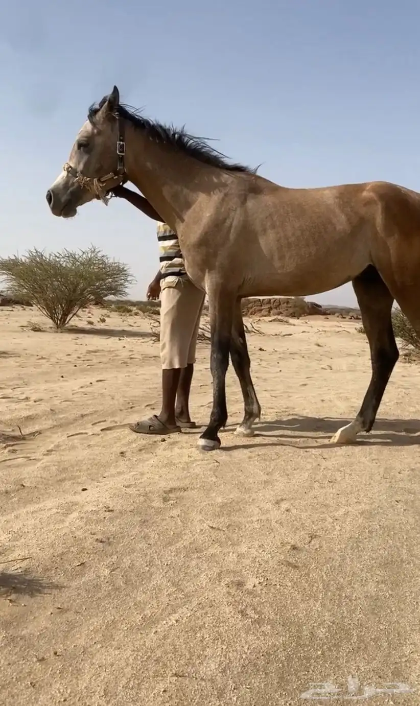 حصان شعبي العمر 3 سنوات الارتفاع سبع بلكات الحصان طبعه هادي 2