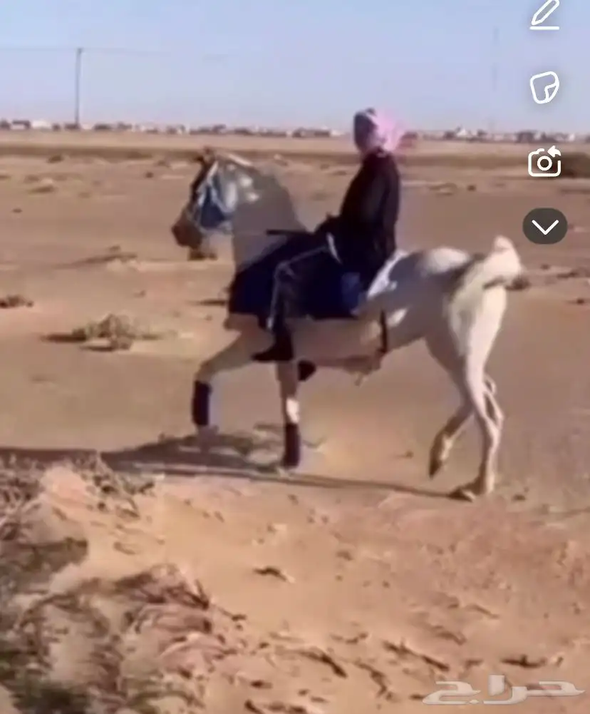 فرس شعبيه 2