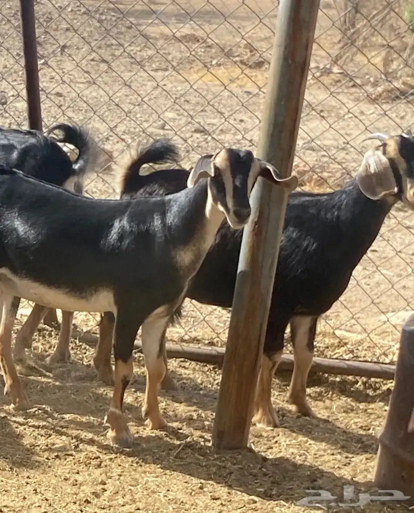 معزا حو للبيع 5