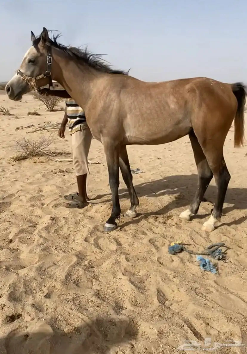 حصان شعبي العمر 3 سنوات الارتفاع سبع بلكات الحصان طبعه هادي 1