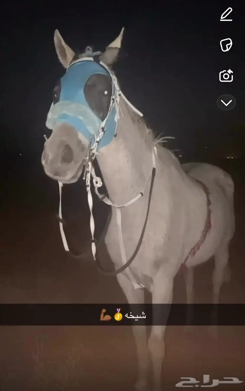 فرس شعبيه 1