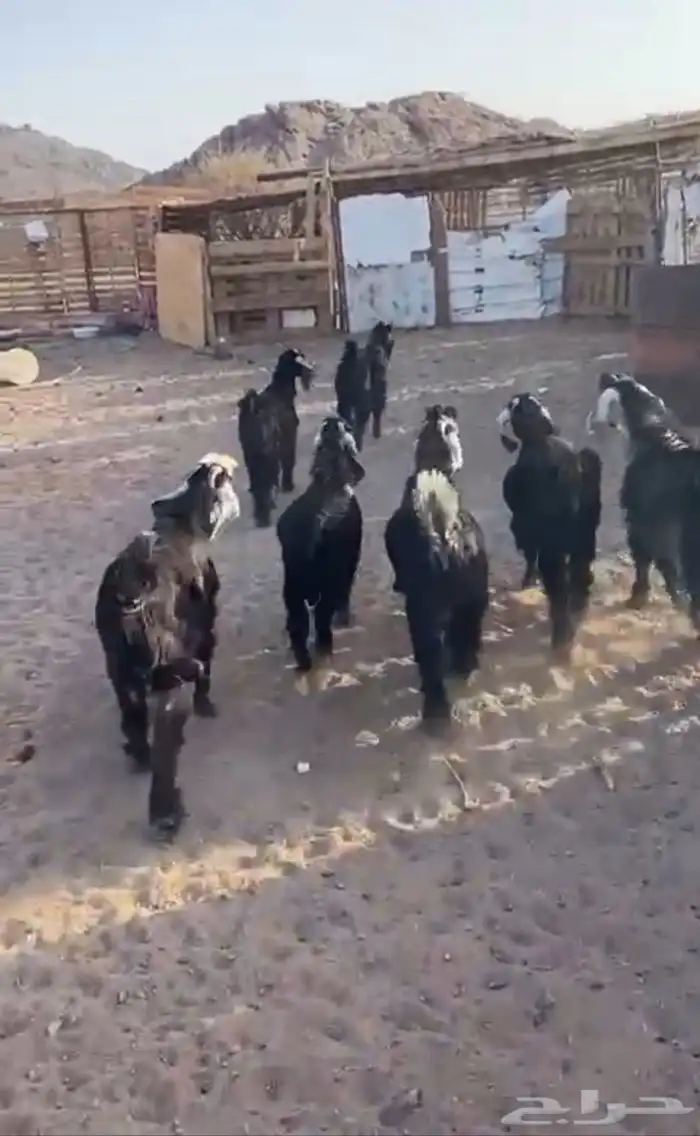 الصناعية 1