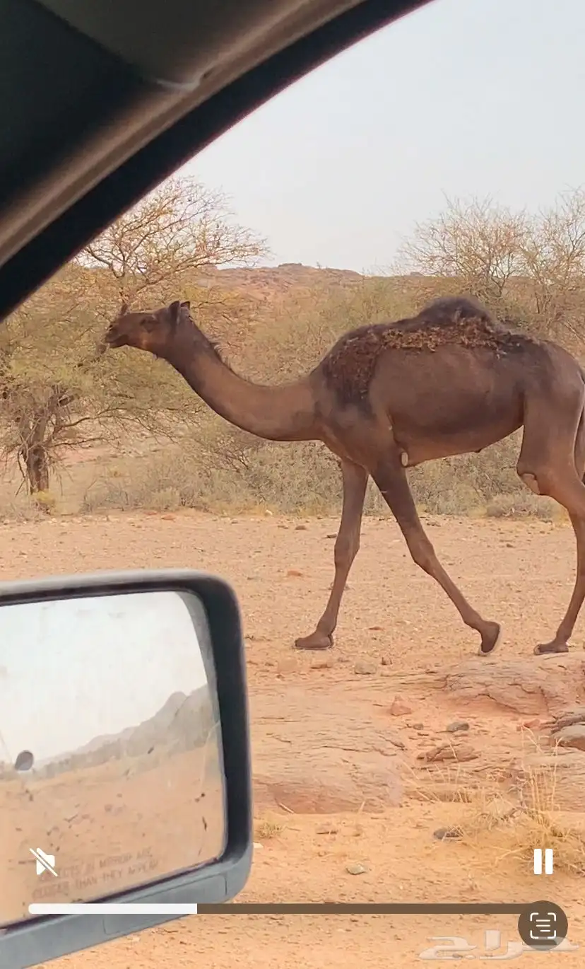 بكره 1
