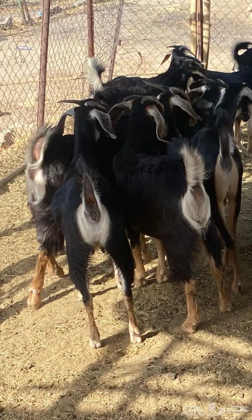 معزا حو للبيع 1