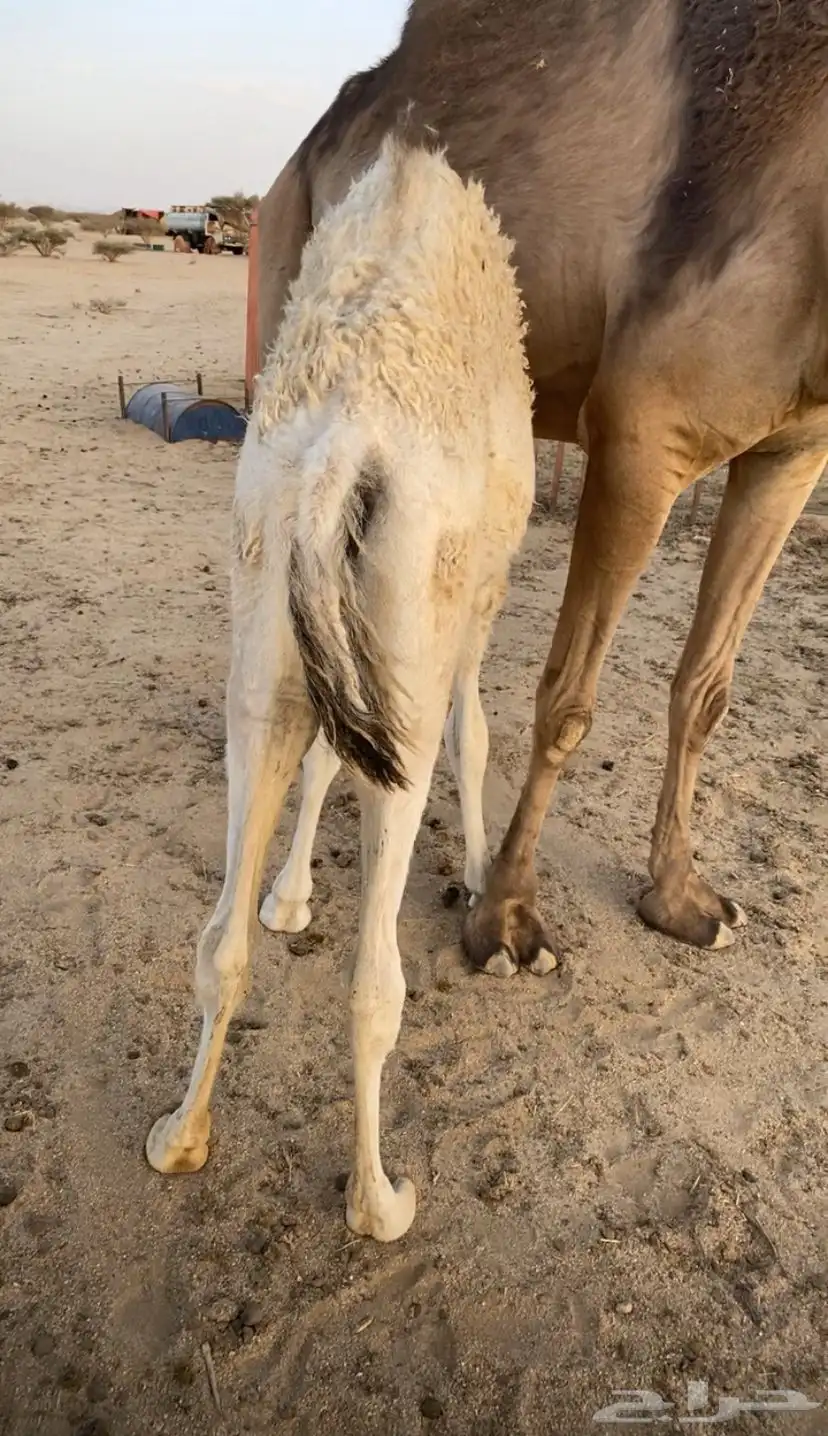 بكره كفو على حليب امها السوم 5000 0
