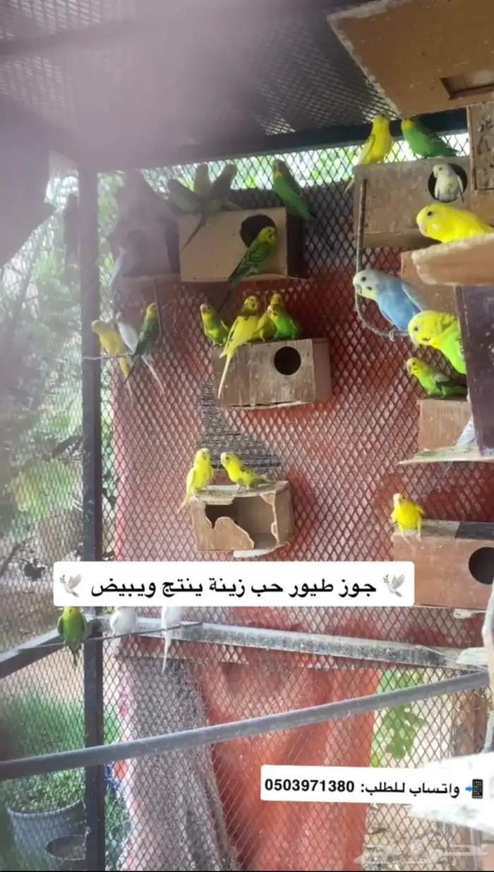 طيور حب بادجي 0
