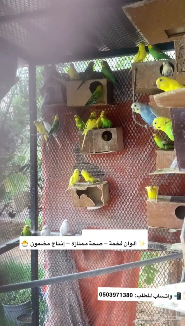 طيور حب بادجي 2