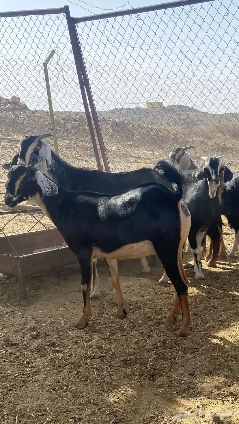 معزا حو للبيع 6