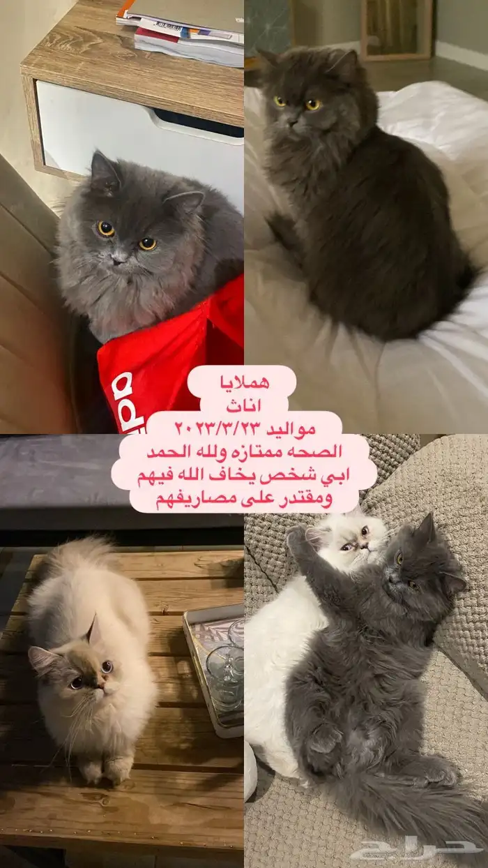 قطط هملايا ( باقي الغامقة ) 0