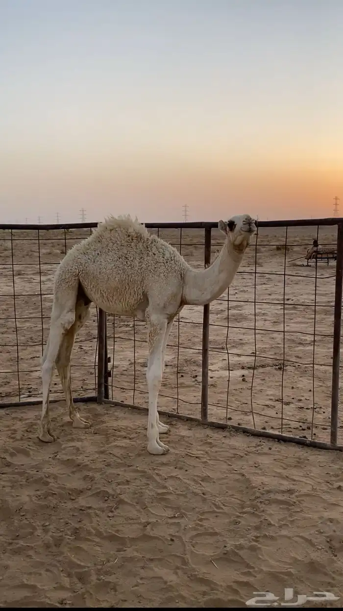 حشوان كفو 3