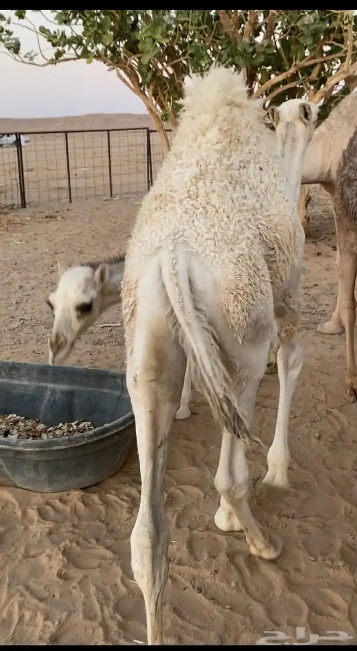 حشوان كفو 4