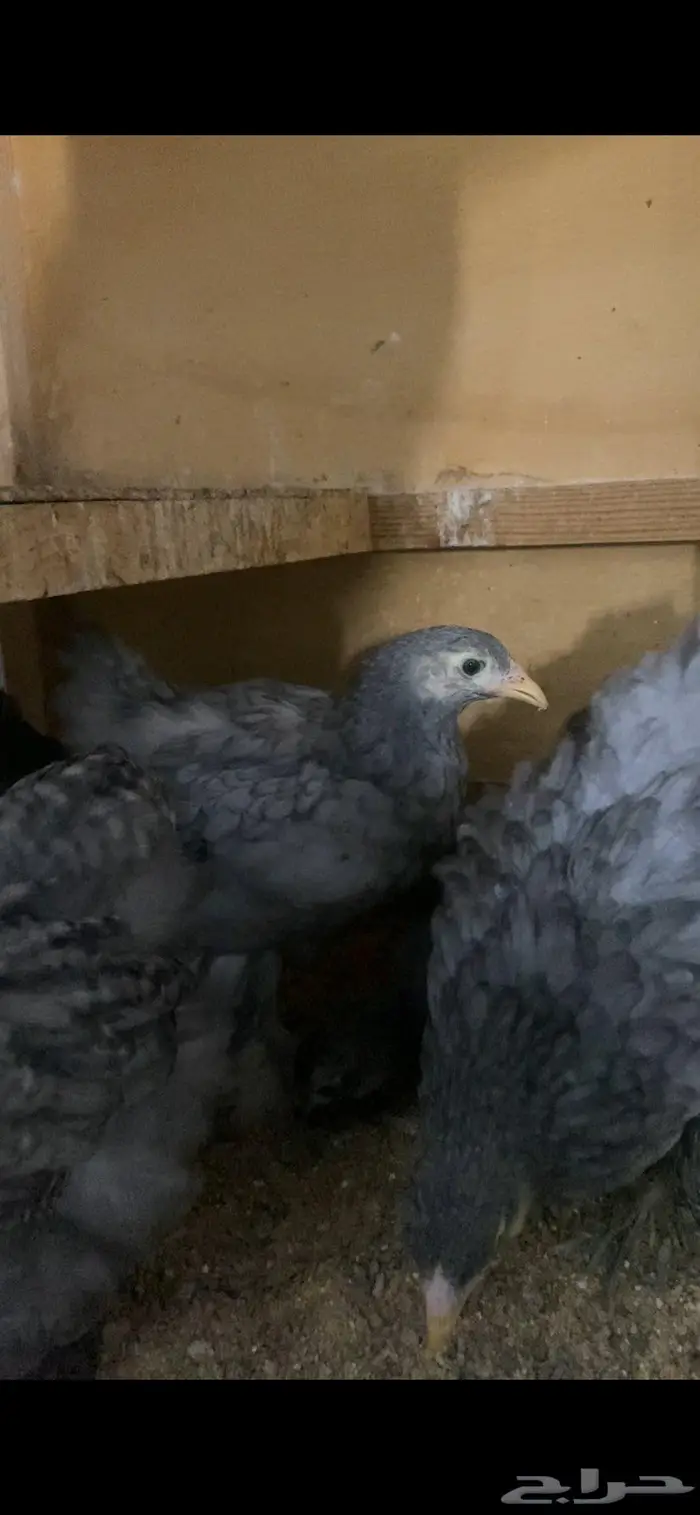صيصان براهما العمر شهر واسبوع 0