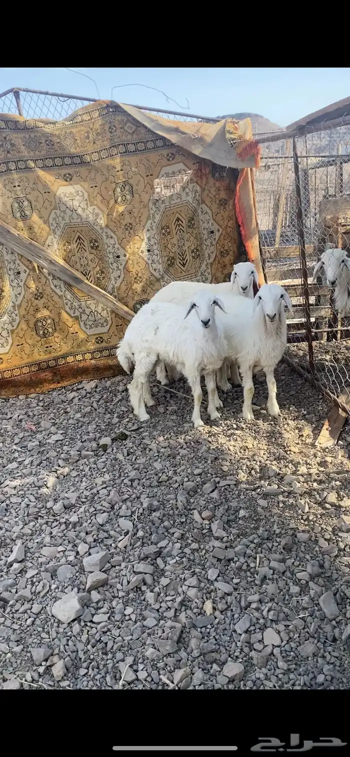 رخلين وطلي ذبايح ذبايح 0
