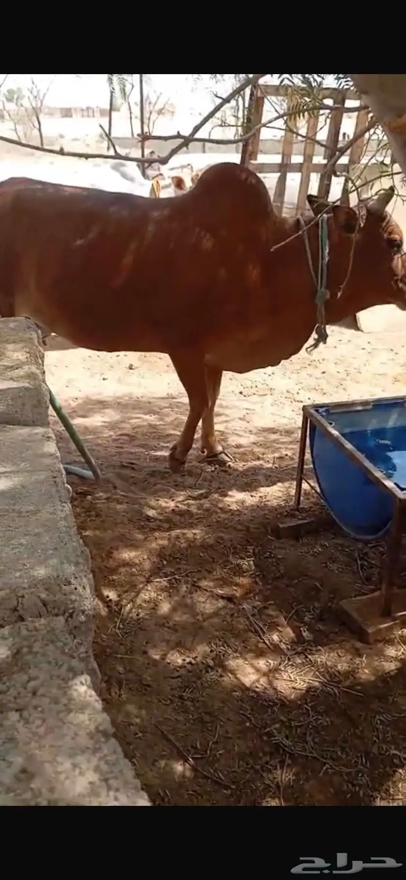بقر للبيع مع ثور 1