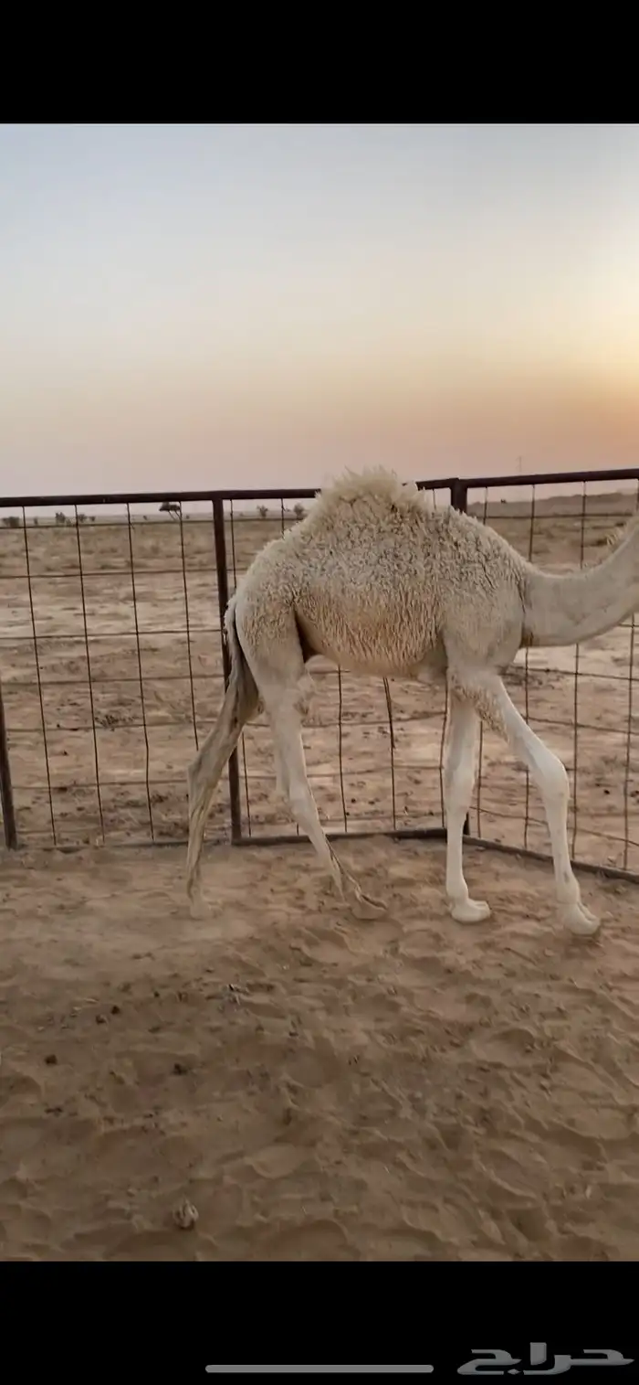 حشوان كفو 5