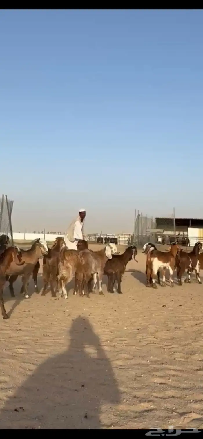 للبيع جفرات قبرصيات فاخره تنصفط 12