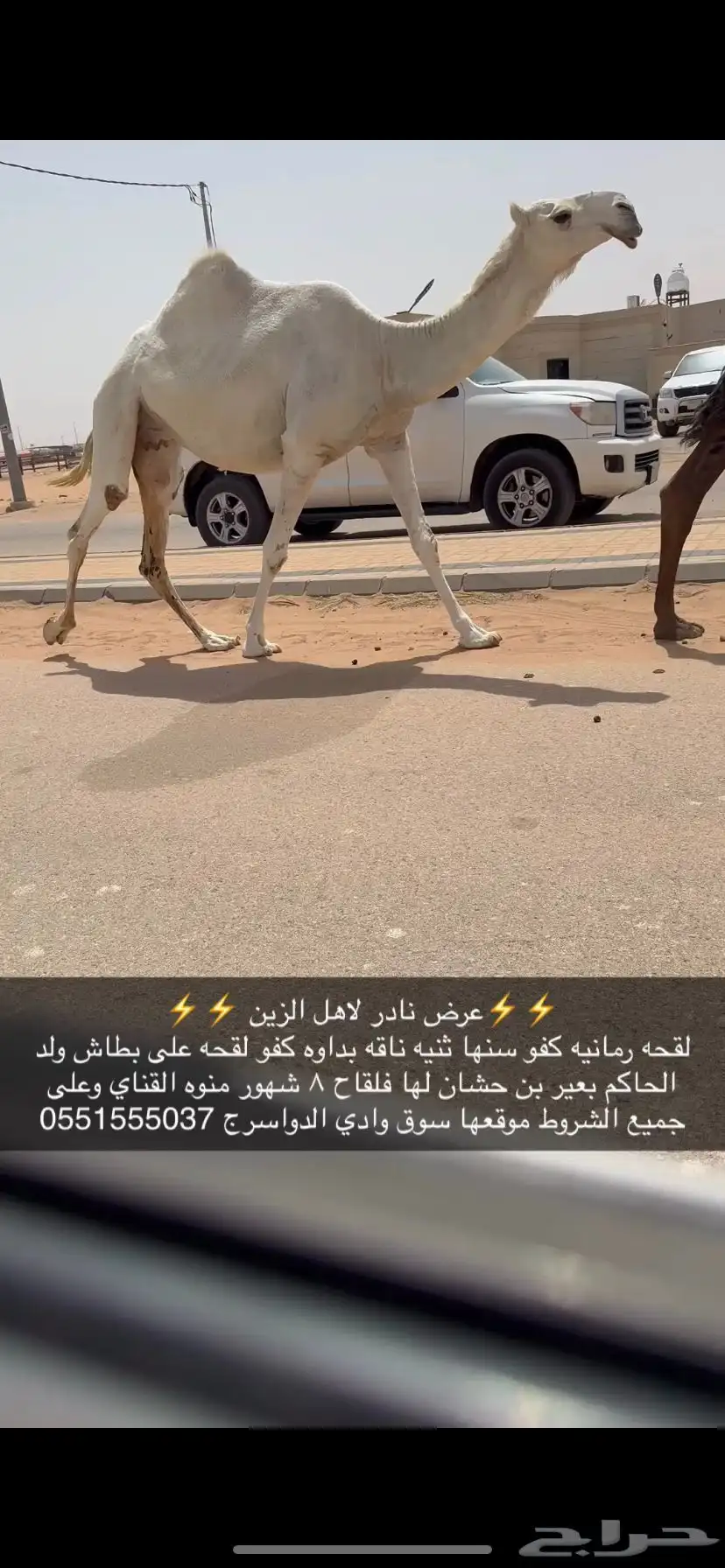 لقحه كفو 0