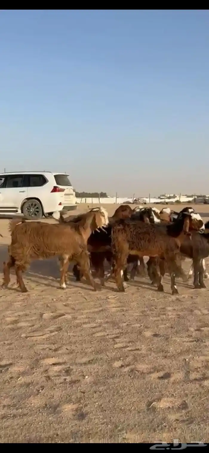 للبيع جفرات قبرصيات فاخره تنصفط 8