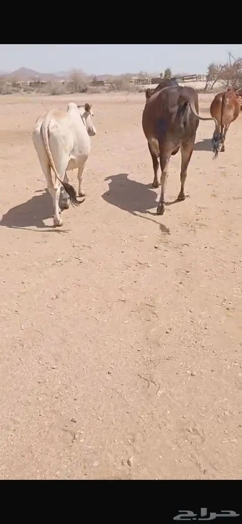 بقر للبيع مع ثور 7