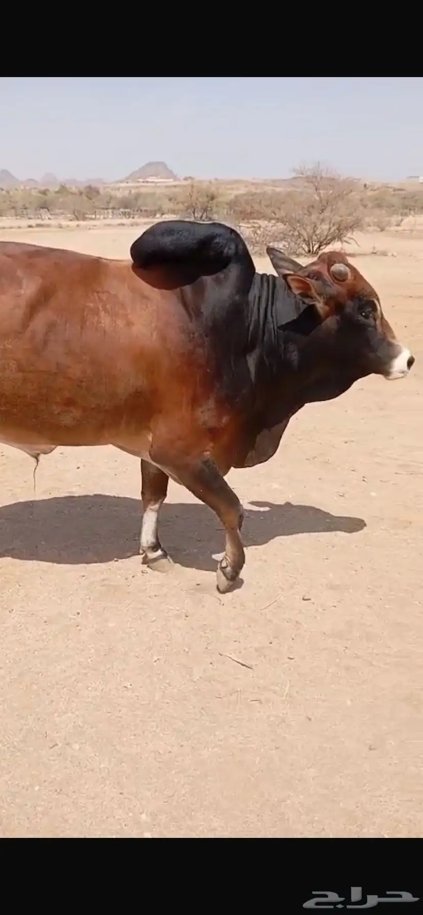 بقر للبيع مع ثور 4