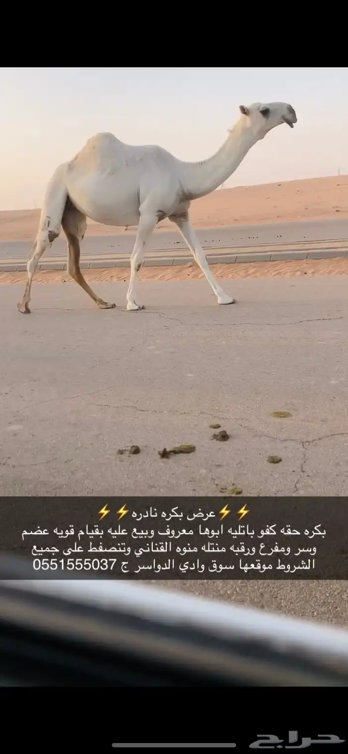 بكره حقه كفو 0