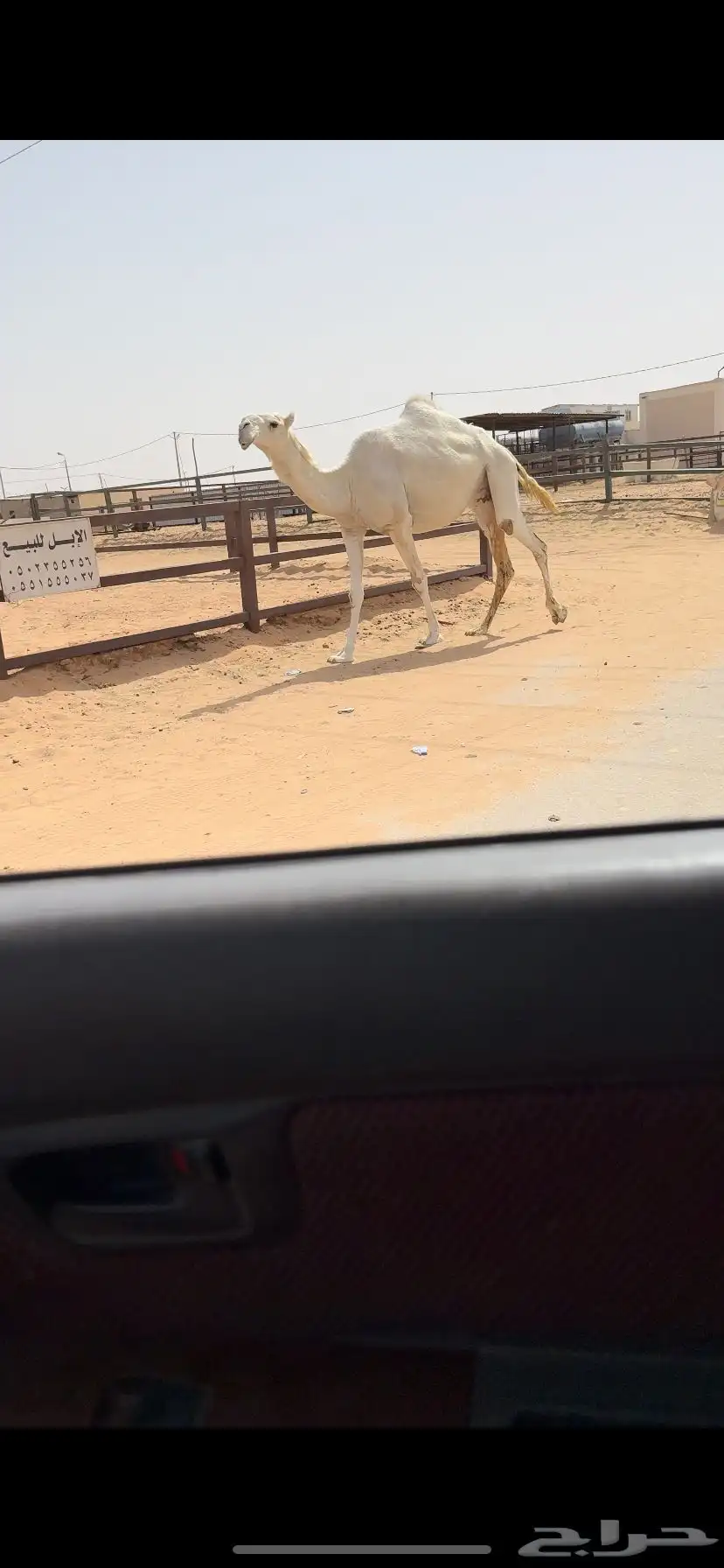 لقحه كفو 3