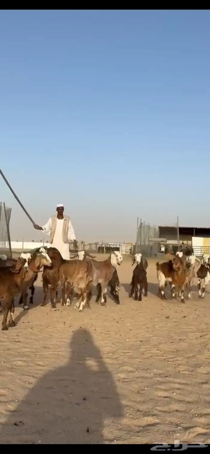 للبيع جفرات قبرصيات فاخره تنصفط 6
