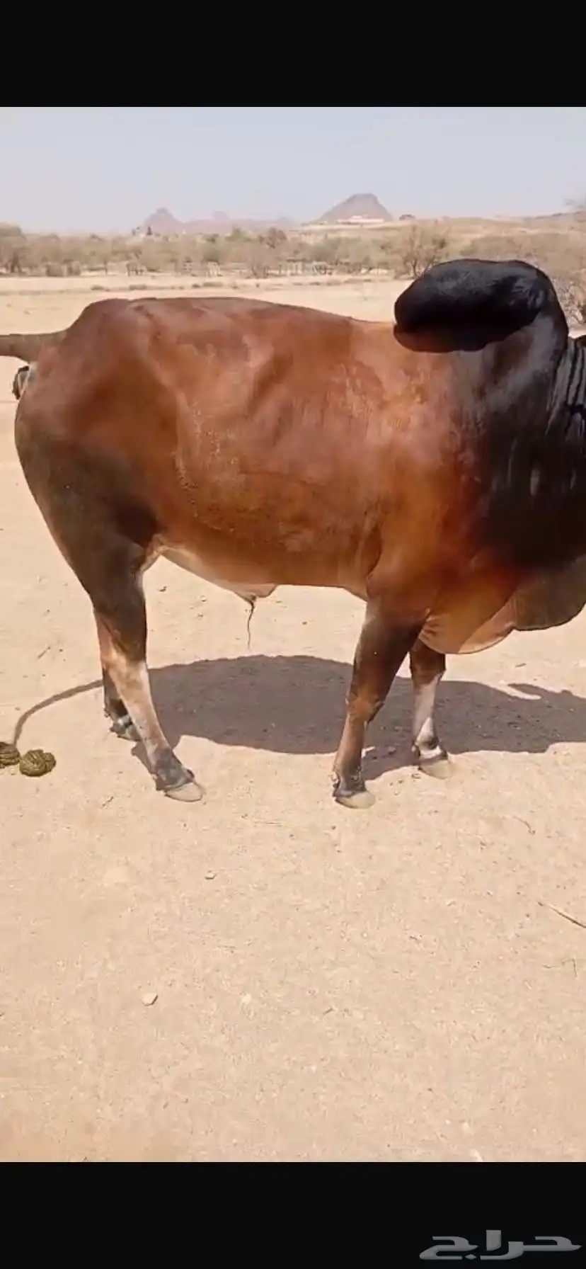 بقر للبيع مع ثور 5