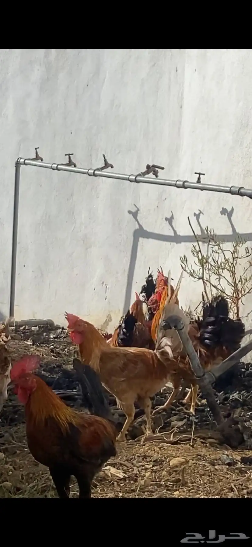 ديوك بلدي شرط 0