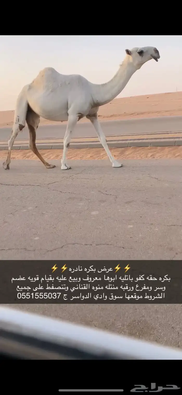 بكره حقه كفو 2