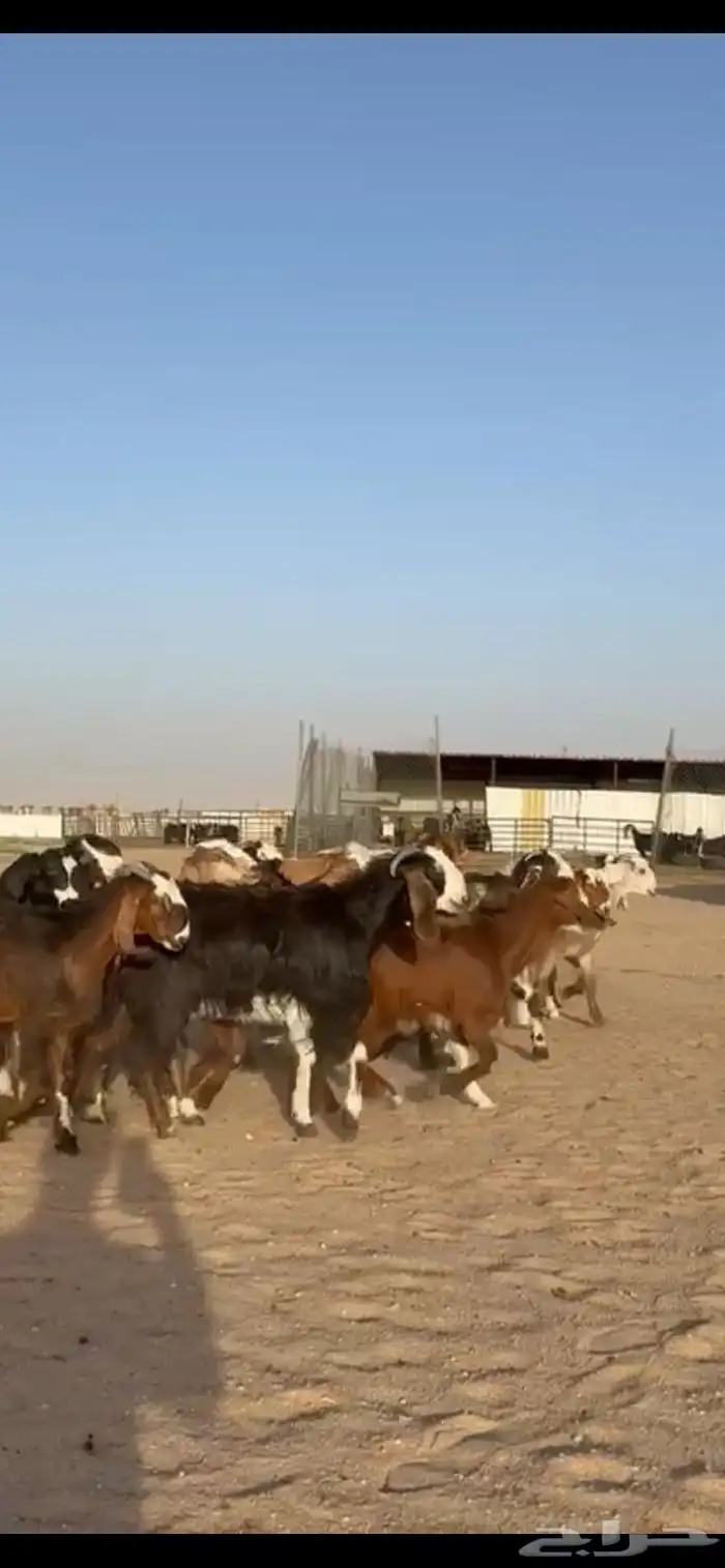 للبيع جفرات قبرصيات فاخره تنصفط 11