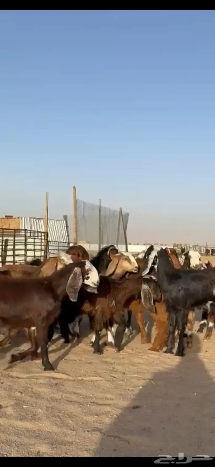 للبيع جفرات قبرصيات فاخره تنصفط 9