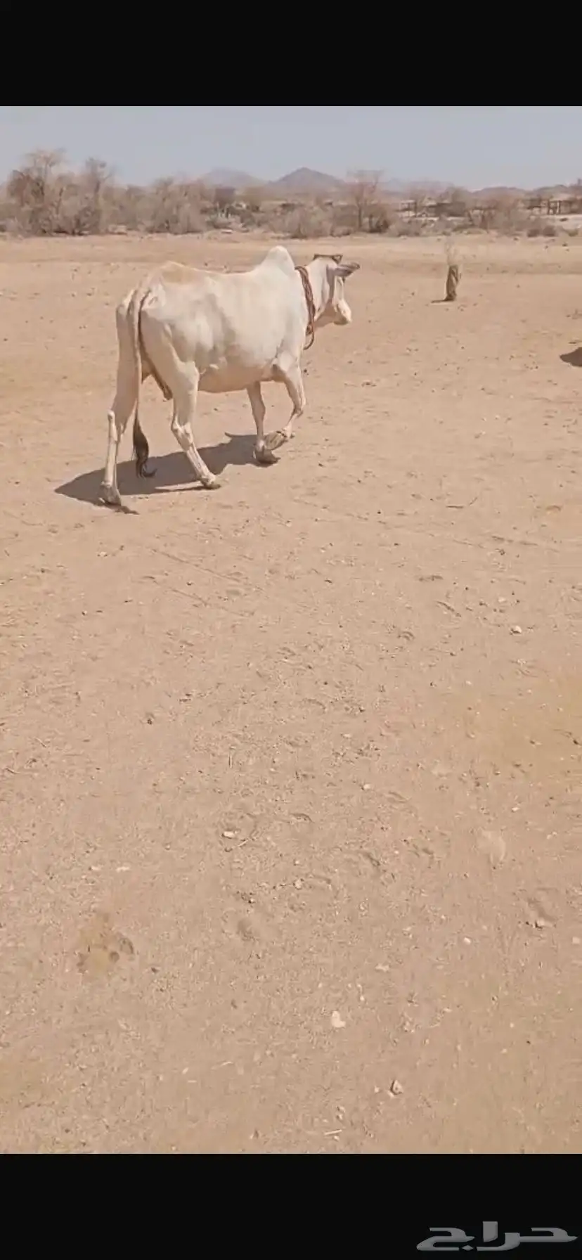 بقر للبيع مع ثور 6