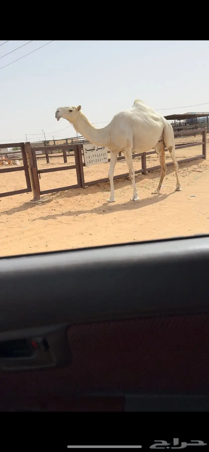 لقحه كفو 6