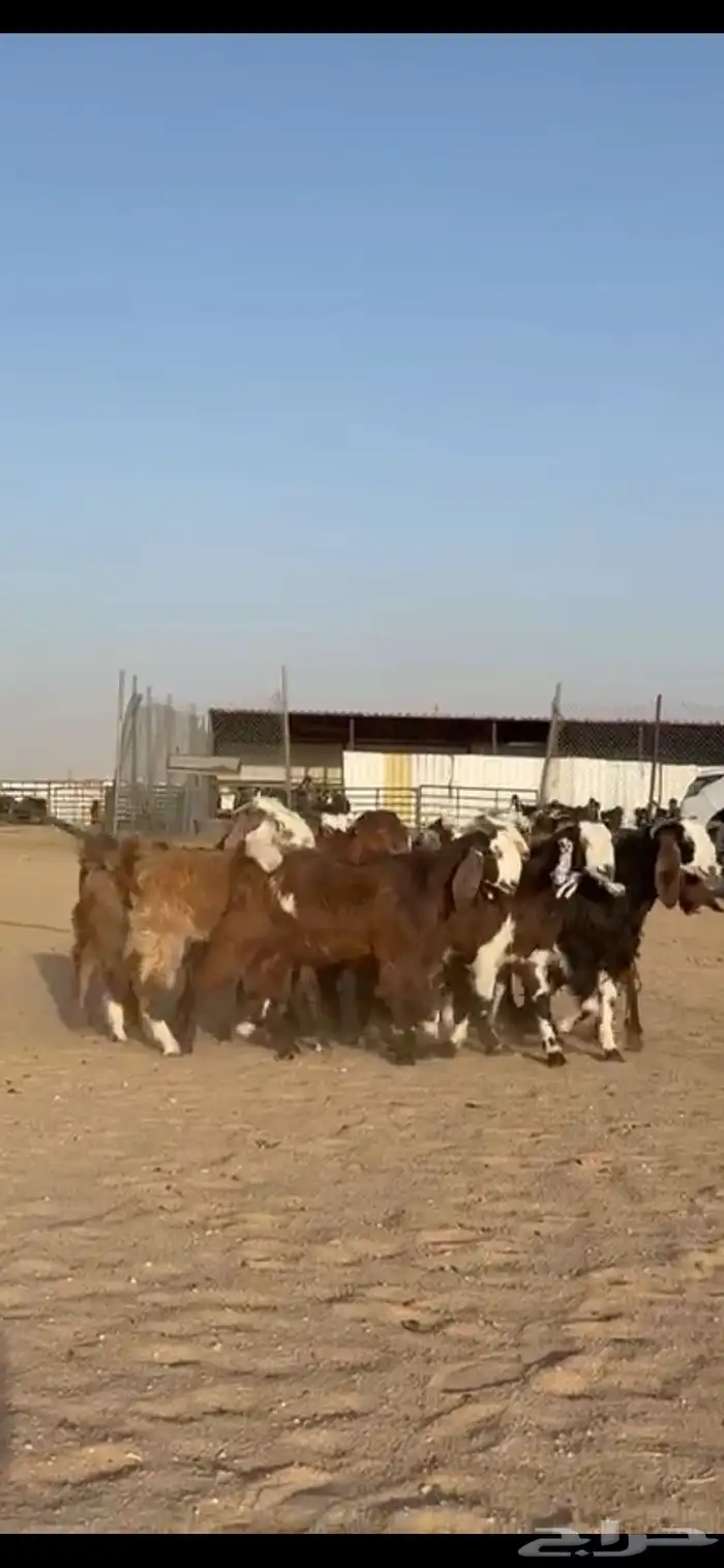 للبيع جفرات قبرصيات فاخره تنصفط 2