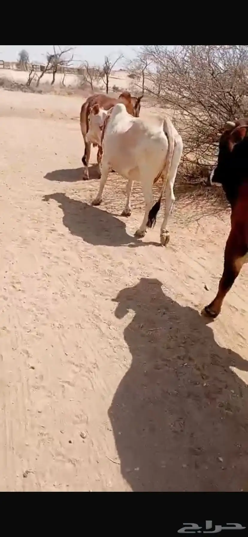بقر للبيع مع ثور 3