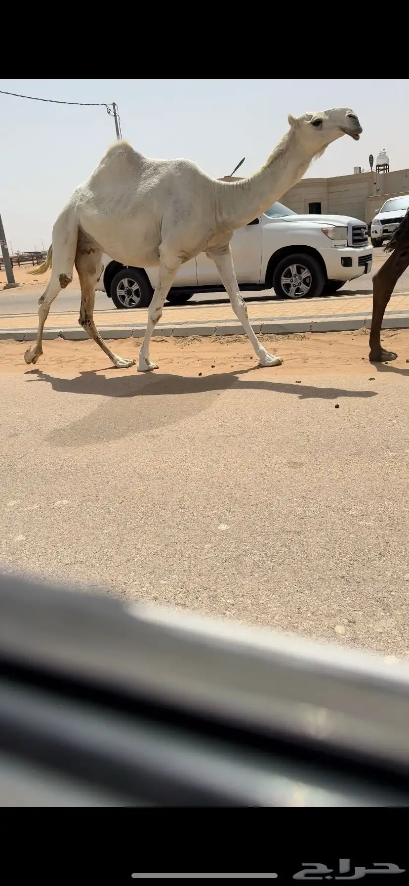 لقحه كفو 1