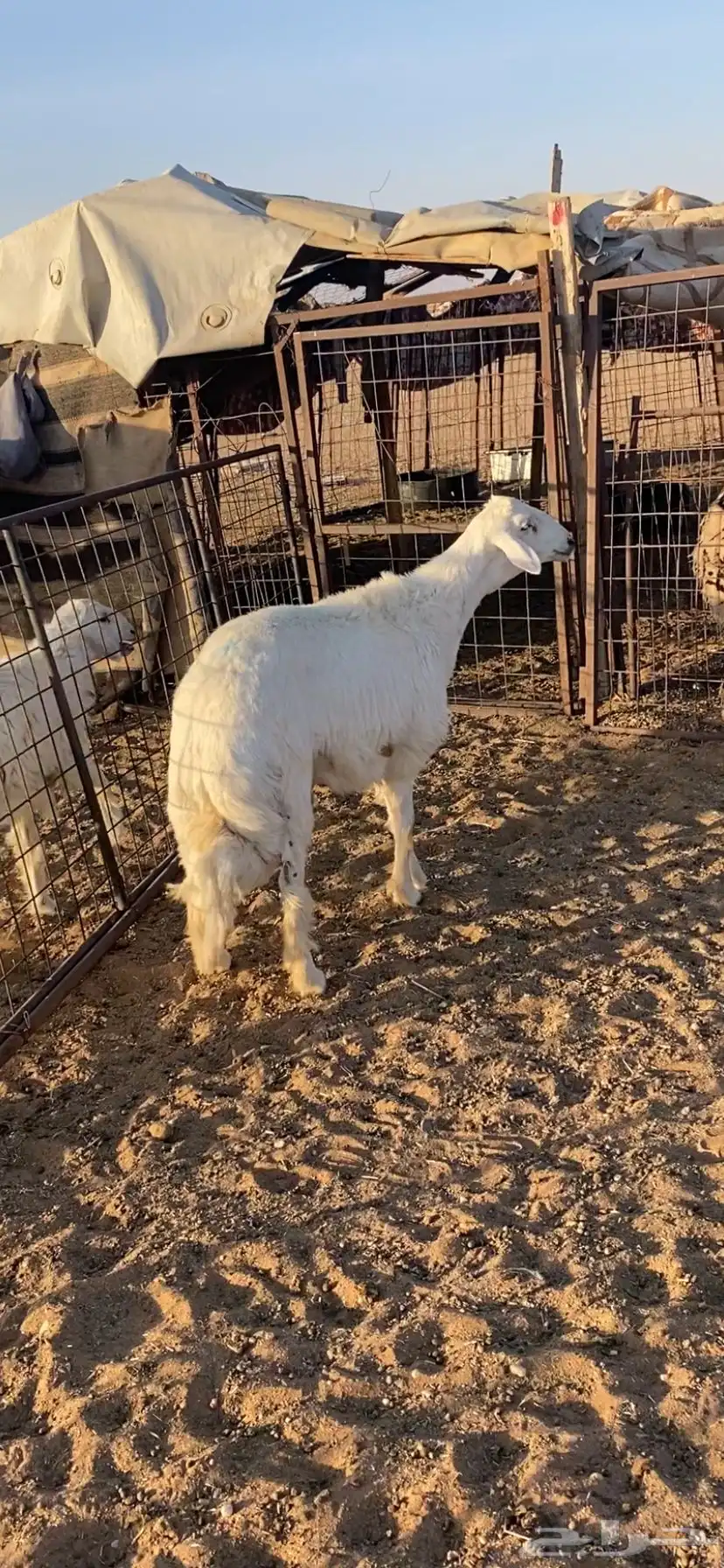 جذع حري طيب 0