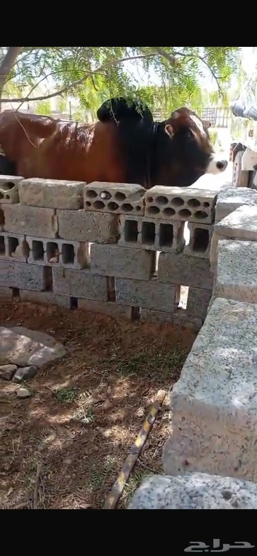 بقر للبيع مع ثور 0