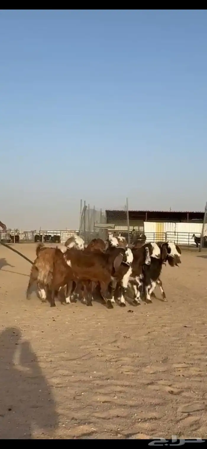 للبيع جفرات قبرصيات فاخره تنصفط 1