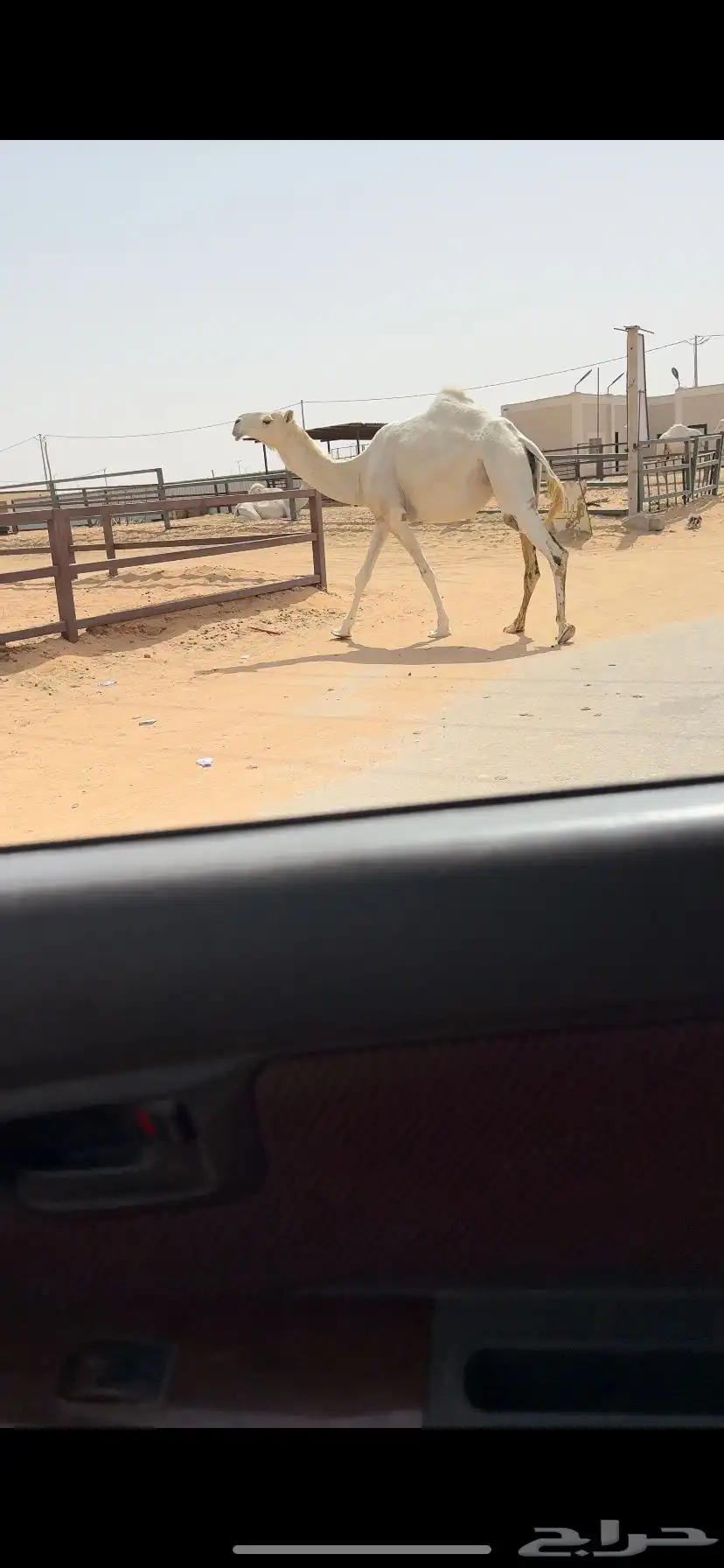 لقحه كفو 5
