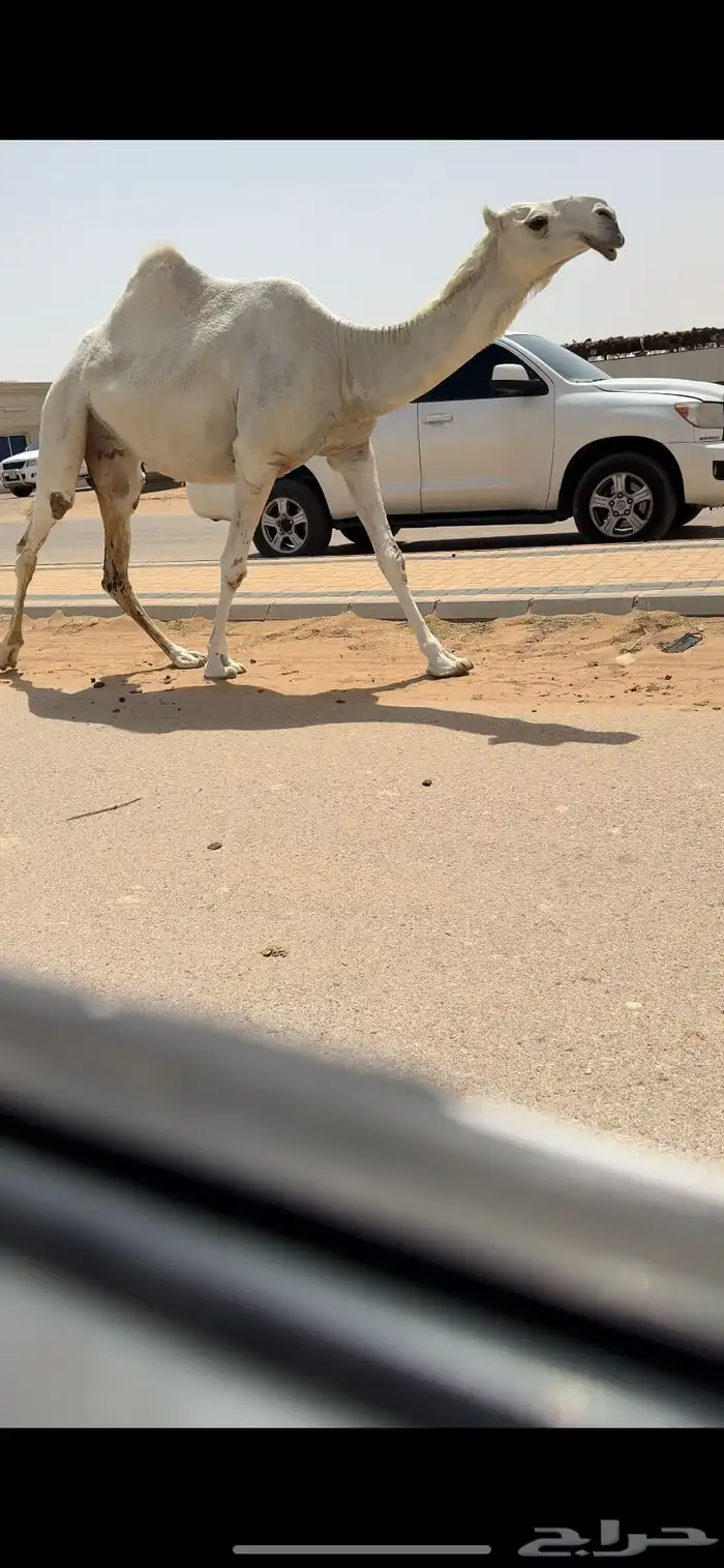 لقحه كفو 2