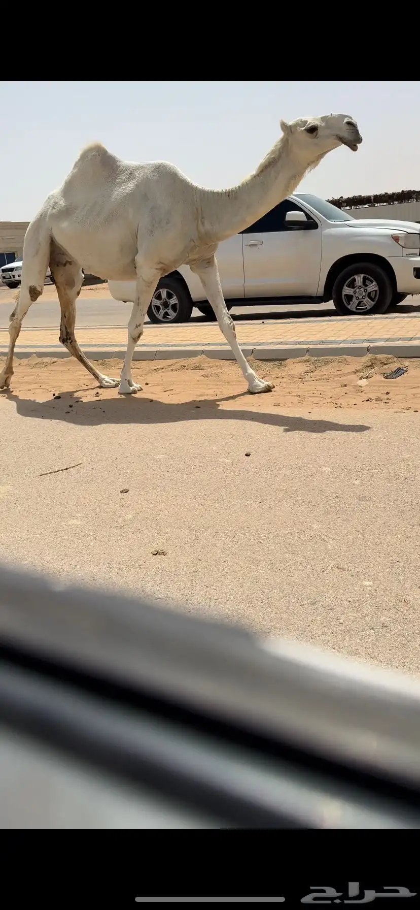 لقحه كفو 2