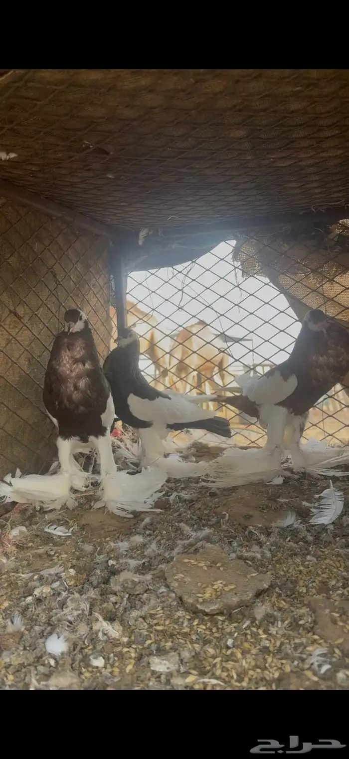 حمام نفاخ شرط ذكر مزوج ثنتن انثىى 1