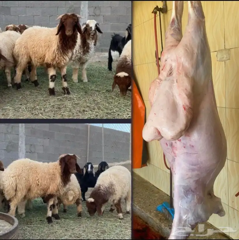 ذبايح للبيع 1