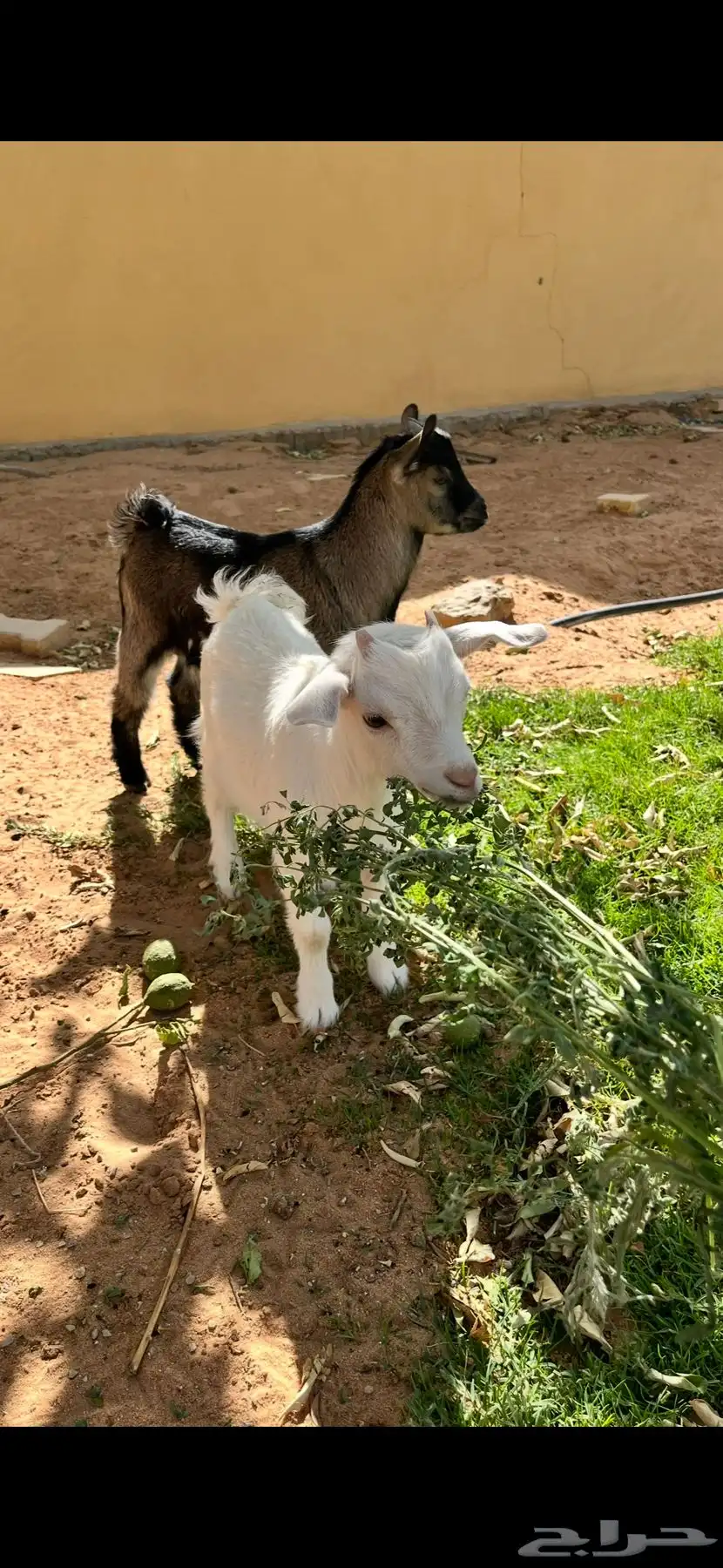 ماعز قزمي 3