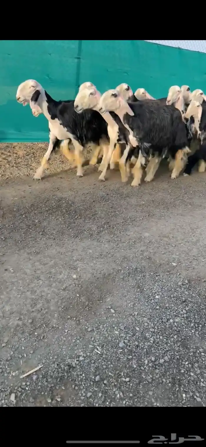 شياه نجد خصم الخصم تممم البيع 5