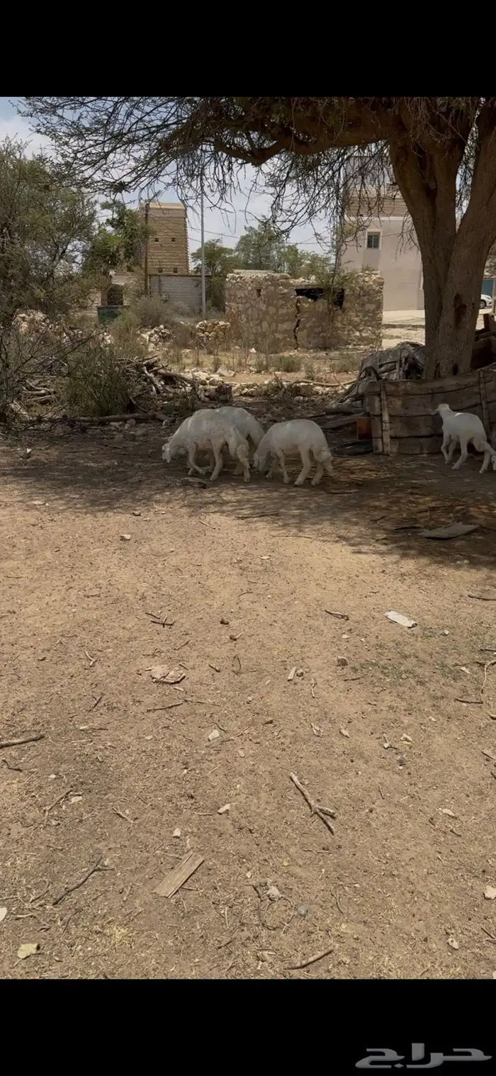 خرفان للبيع 3